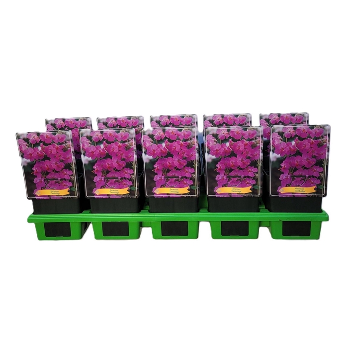 Geranium x cantabrigiense Cambridg