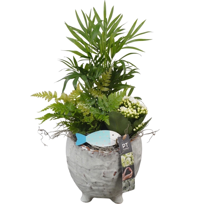 <h4>Arr.   Planten L%</h4>