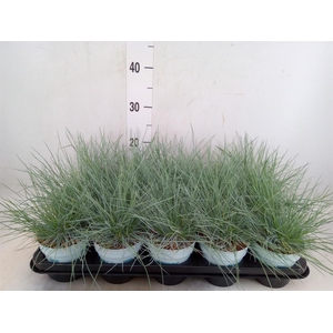Festuca glauca 'Compacta Blue'