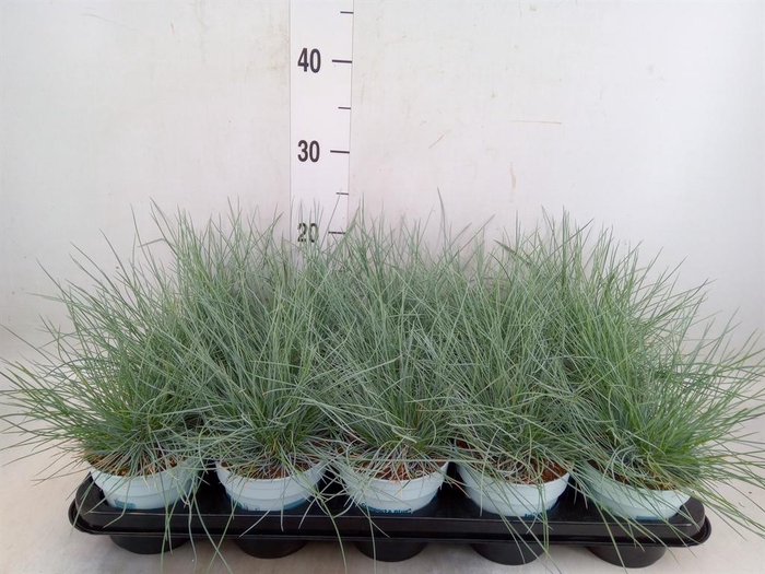 <h4>Festuca glauca 'Compacta Blue'</h4>