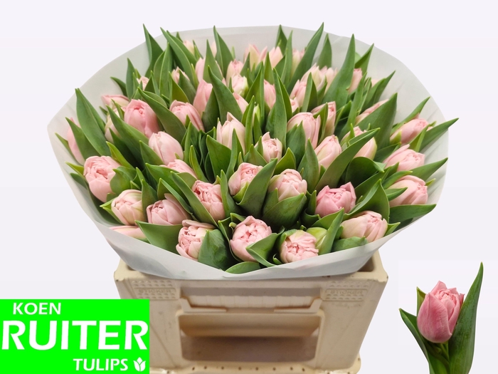 <h4>TU DU DREAMER</h4>