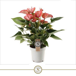 Anthurium Livium Red