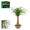 Beaucarnea recht 25 cm compact in schaal (Scenza)