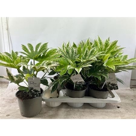 <h4>Fatsia Spider Web Variegata</h4>