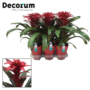 Guzmania Salinas Squarrosa Luxe Keramiek (Decorum)