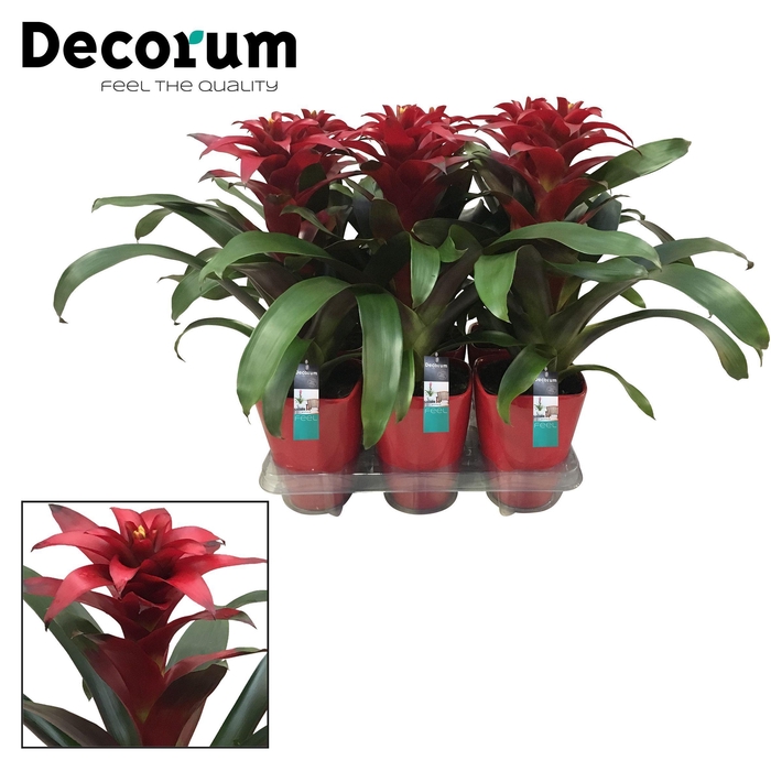 <h4>Guzmania Salinas Squarrosa Luxe Keramiek (Decorum)</h4>
