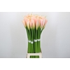 Zantedeschia Eydolls Salmon