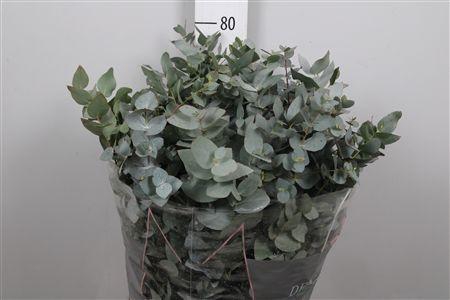 <h4>Euc Cinerea Per Bos</h4>