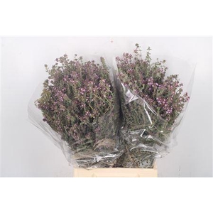 Thym Cultivato Per Bunch