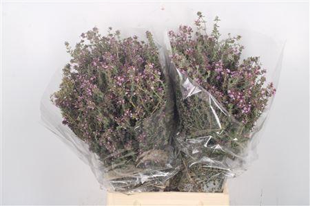 <h4>Thym Cultivato Per Bunch</h4>
