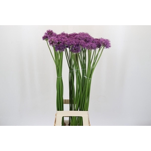 Allium Gladiator