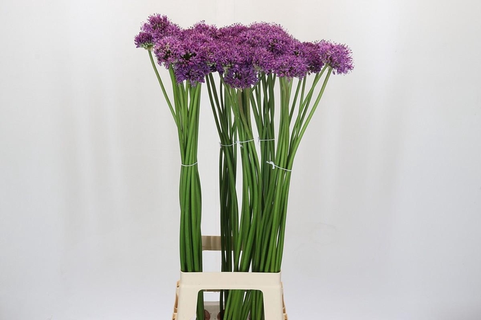 Allium Gladiator