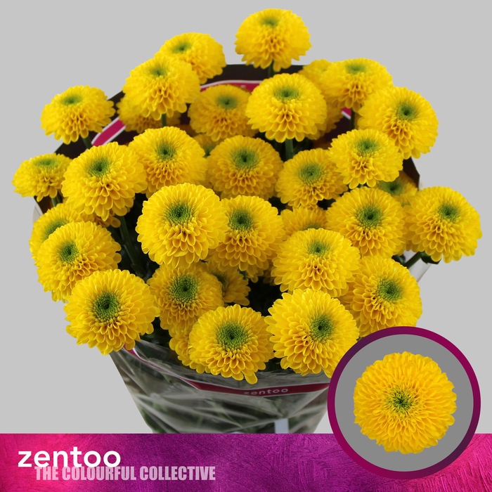 <h4>Chr T Letitbe Zentoo</h4>