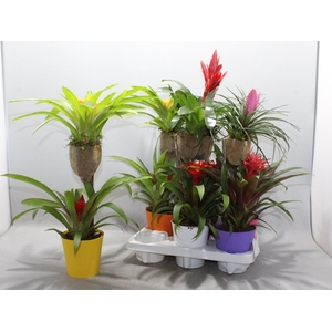 BROMELIA OP HOUT