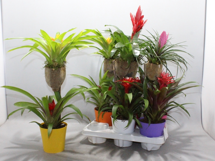 BROMELIA OP HOUT