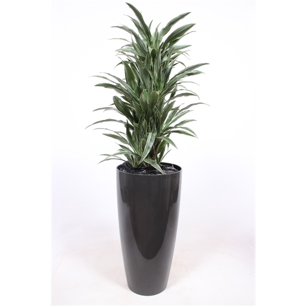 <h4>Dracaena Warneckie in Santorini pot "antraciet"</h4>