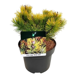 Pinus mugo 'Winter Gold'