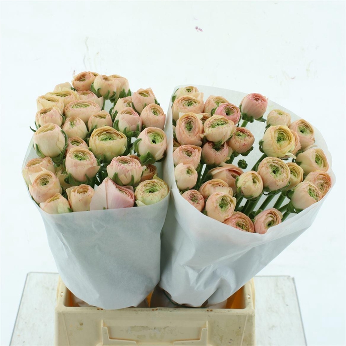 <h4>Ran Su Tuareg Extra</h4>