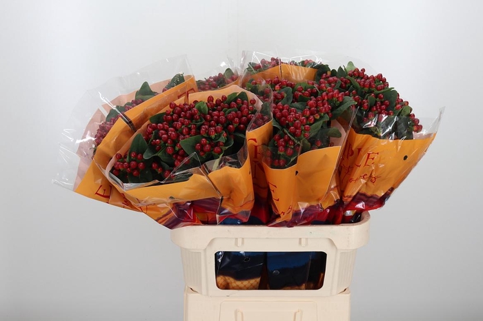 <h4>Hyp Mag Lightning</h4>