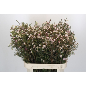 Chamelaucium Moonlight Delight