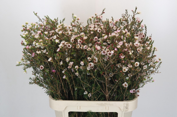 <h4>Chamelaucium Moonlight Delight</h4>