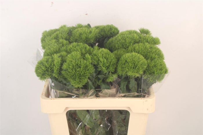 <h4>Di Barb Kiwi Mellow</h4>