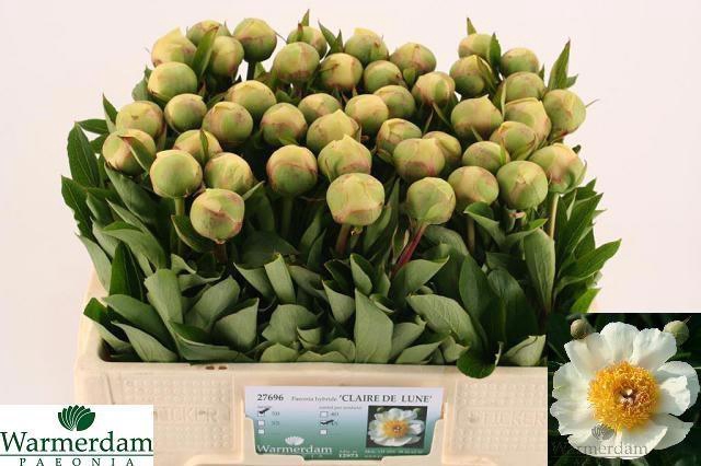 <h4>PAEO CLAIRE DE LUNE</h4>