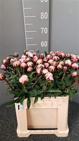 <h4>Paeo L Reine Hortens Rosa</h4>