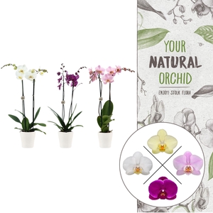 Your Natural Orchid | mix in Anna wit keramiek | Phal. 2 spike