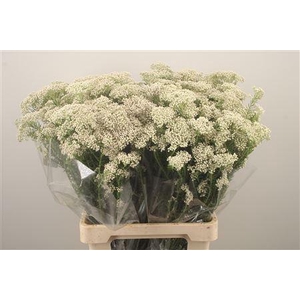 Ozoth Cook Tall White Per Bunch