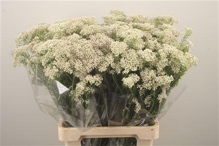 <h4>Ozoth Cook Tall White Per Bunch</h4>