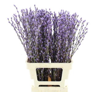 SALIX  SN FLA KLB H%