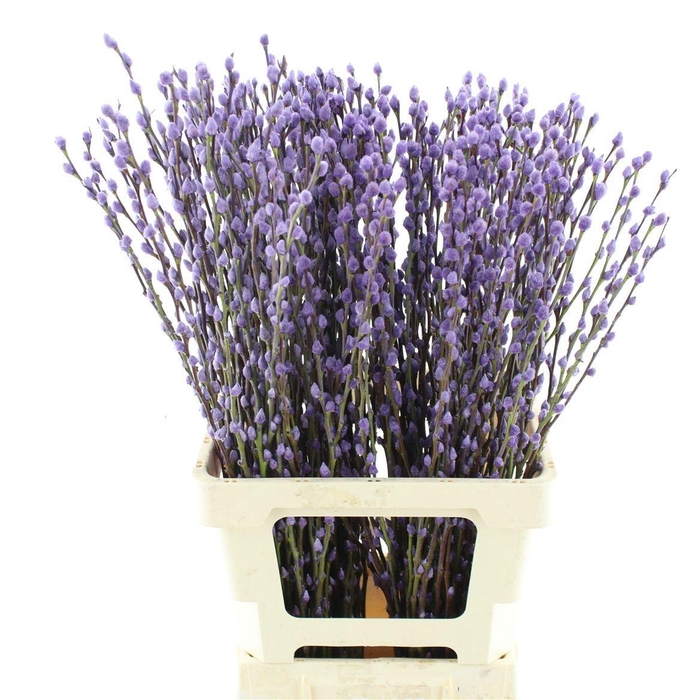 <h4>SALIX SN FLA KLB H%</h4>