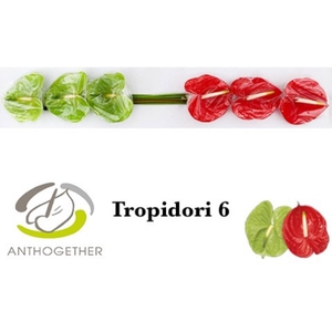 Anthurium andr. 'Tropidori'
