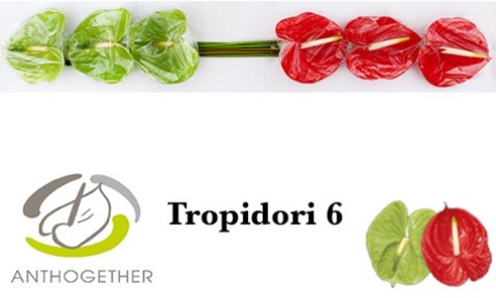 <h4>Anthurium andr. 'Tropidori'</h4>