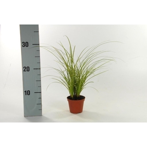 Carex brunnea 'Variegata' p8