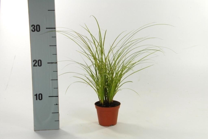 <h4>Carex brunnea 'Variegata' p8</h4>