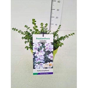Prostanthera cuneata