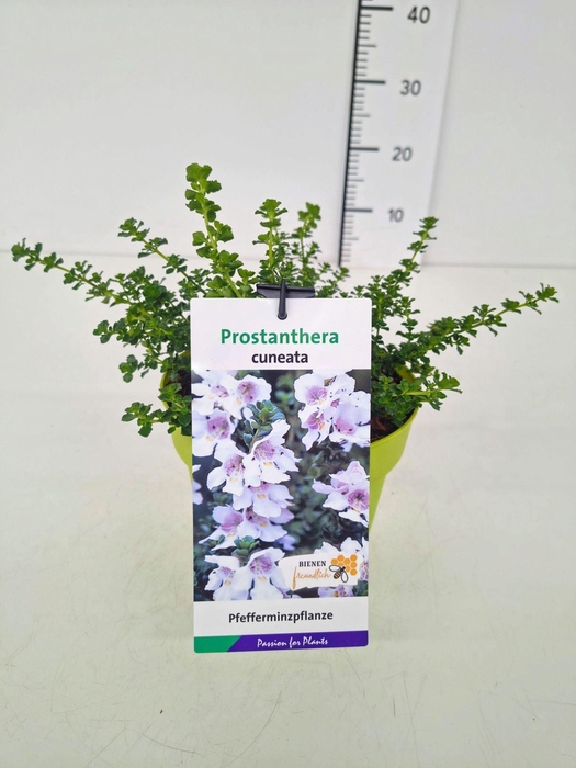 <h4>Prostanthera cuneata</h4>