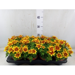 Bidens fer. 'Beedance Painted Yell'