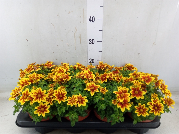 <h4>Bidens fer. 'Beedance Painted Yell'</h4>