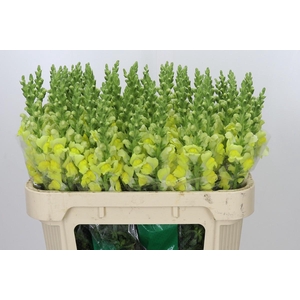 Antirrhinum majus 'Monaco Yellow'