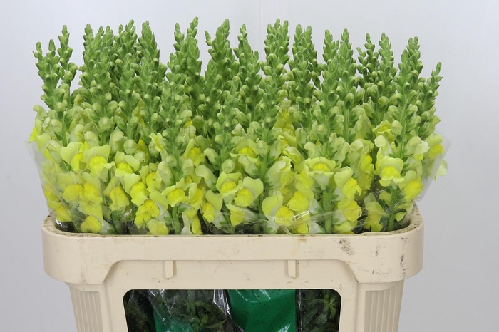 <h4>Antirrhinum majus 'Monaco Yellow'</h4>