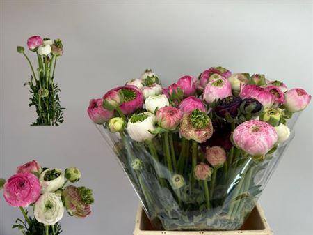 <h4>Ran Porcelaine</h4>