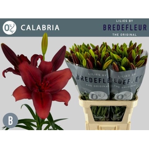 Li La Calabria 4+ Bredefleur