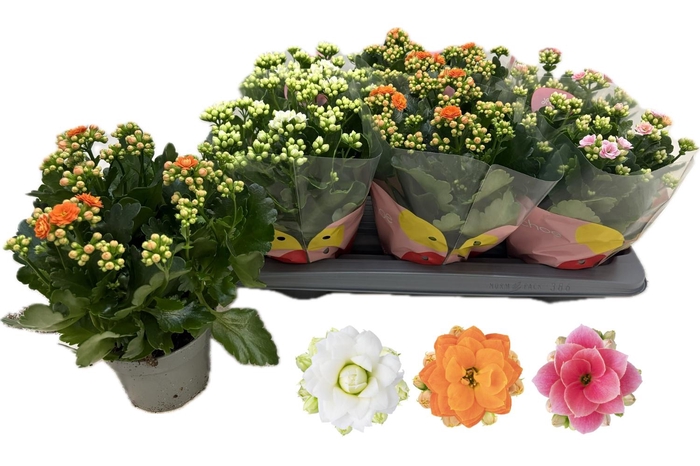 <h4>KAL GE RF GEM 3 KL</h4>