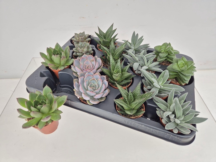 <h4>SUCC GEM 4 SRT</h4>