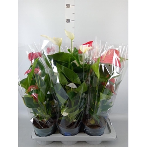Anthurium   ...mix