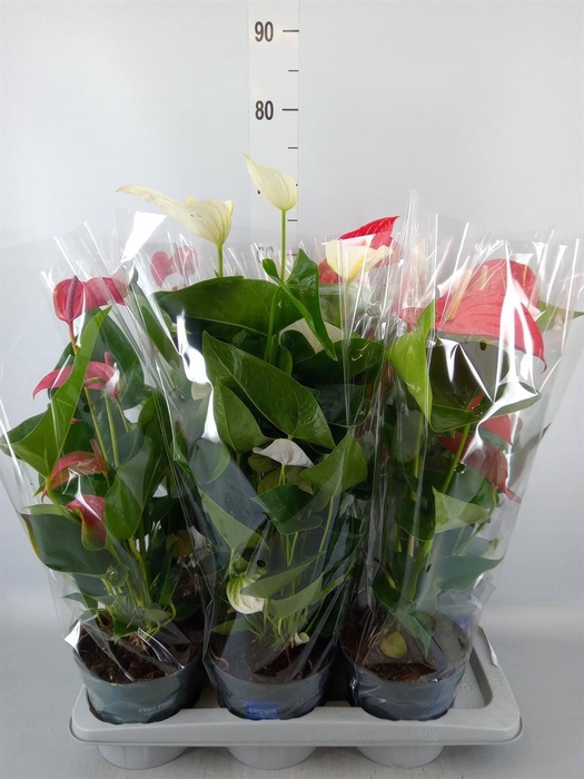 <h4>Anthurium ...mix</h4>