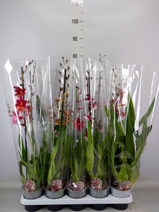 <h4>Cambria   ...mix</h4>